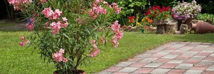 Oleander im Topf im Garten